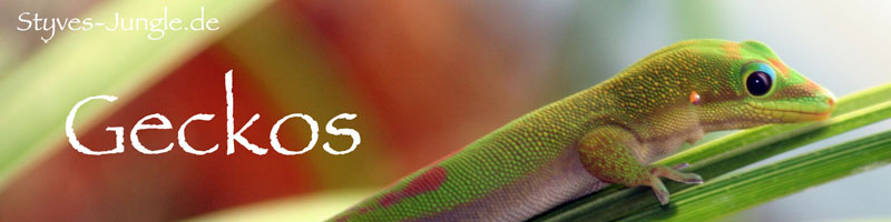 Geckos